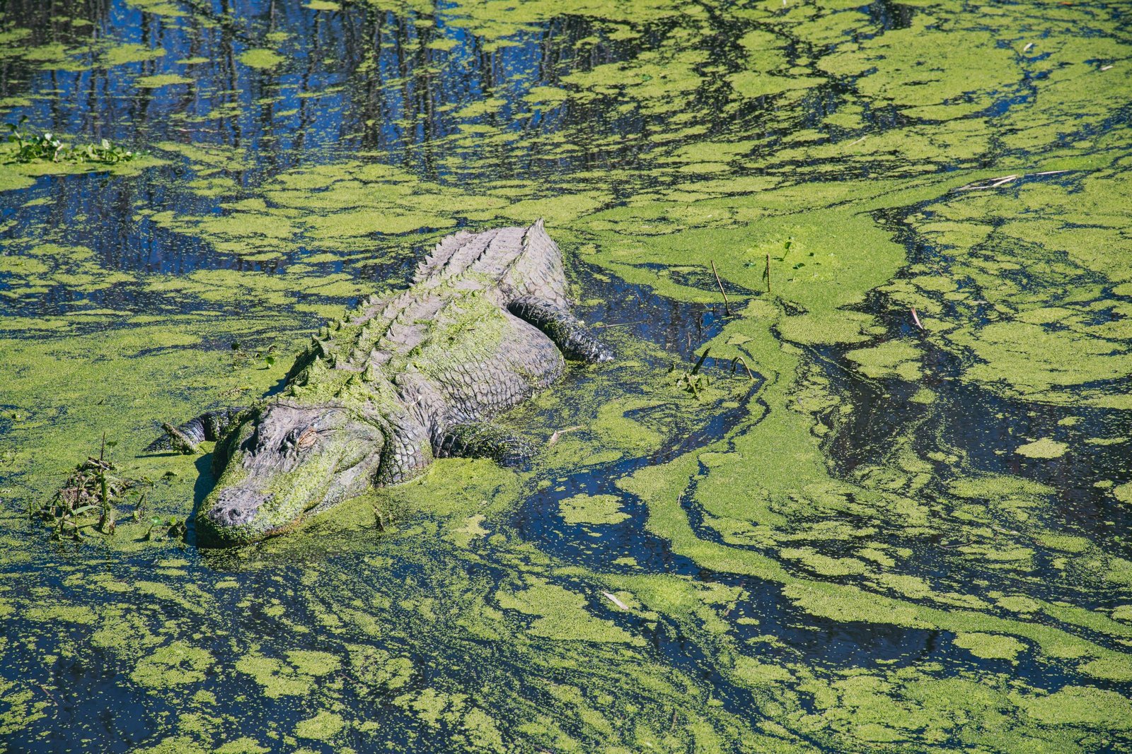 Read more about the article Alligator Alley Florida: An Unforgettable Wildlife Adventure