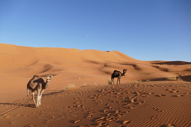 Guide du désert marocain : Merzouga, Zagora, dunes de l'Erg Chebbi