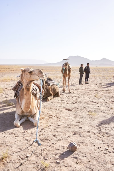 Guide du désert marocain : Merzouga, Zagora, dunes de l'Erg Chebbi